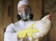 В Канаде из-за вируса птичьего гриппа уничтожат более 250 тысяч голов птицы