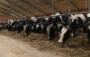 В Кировской области увеличились надои молока, но снизилось производство мяса
