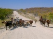ЮАР снова пытается ограничить поставки скота из Намибии