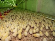 Птицефабрика «Новгородская» продолжает расплачиваться с долгами Птицефабрика «Новгородская» продолжает расплачиваться с долгами
