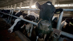 Три комплекса на 6 тыс коров появятся в Воронежской области в 2014 г