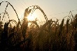 Аграрии УФО представят продукцию в Тюмени