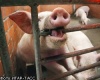 Минсельхоз предлагает фермам отказываться от свиноводства