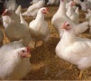 «Сбербанк» приостановил кредитование инвестпроектов «Рефтинской» птицефабрики
