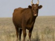 В Дагестане планируют развивать мясное скотоводство