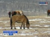 Забайкальские производители развивают мясное табунное коневодство