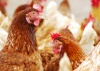 Россия наращивает производство курятины