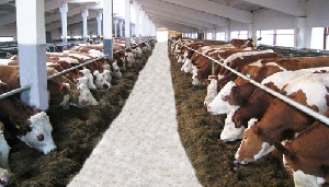 В амурском «Албазино» хотят наращивать поголовье крупного рогатого скота
