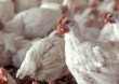 Белорусских кур разведут в Подмосковье. «Серволюкс» купил производство в России Белорусских кур разведут в Подмосковье. «Серволюкс» купил производство в России