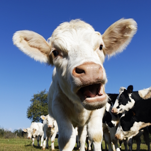 Казахстан ввел ограничения на ввоз скота из-за ситуации в России