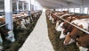 В Вологодской области откроется животноводческая ферма на 960 коров