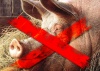 Вокруг коммерческих свинокомплексов Брянской области у частников свиней не будет Вокруг коммерческих свинокомплексов Брянской области у частников свиней не будет