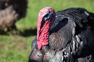 В Турции наблюдается быстрое восстановление производства индейки