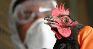 Казахстан запретил ввоз продукции птицеводства из Челябинской области