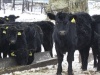В Крапивинском районе Кемеровской области начали выращивать новую породу коров — абердины-ангусы