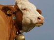 Казахстан: Алгоритмы мясного скотоводства