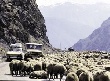 Отара в тисках проблем Отара в тисках проблем