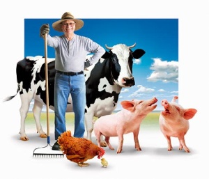 Калининградские фермеры: санкции Запада идут сельскому хозяйству на пользу