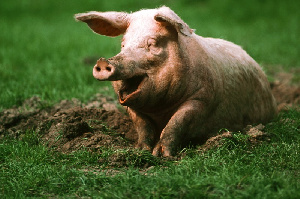 Навстречу людям: «Агроэко» отодвинет свинокомплекс от Верхнего Мамона