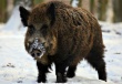 Россельхознадзор: Африканская чума свиней продолжает распространяться среди диких кабанов на территории России