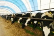 Алтай: Реализация губернаторской программы по созданию молочных и мясных комплексов будет продлена до 2020 года