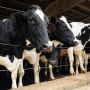 Воронежская свиноводческая группа «Агроэко» планирует продавать племенных коров