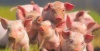 Свинина по цене курицы: засуха рушит планы