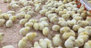 «ЭкоФермаРус» запустила птицеводческий комплекс на 30 тысяч голов