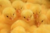 Цыплята из Германии поселятся на тюменской птицефабрике