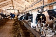 Сельхозпредприятия Карелии получили господдержку в полмиллиарда рублей Сельхозпредприятия Карелии получили господдержку в полмиллиарда рублей