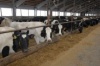 Буренки — не козы: молока дают много