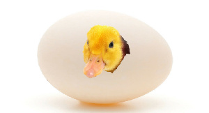 Банкротство ООО "Донстар" приближается