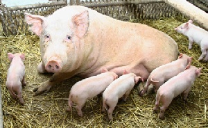В Мосальском районе Калужской области новая вспышка африканской чумы свиней