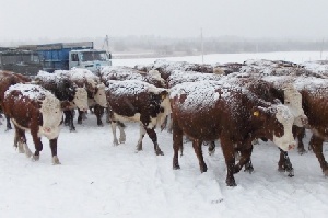 Восточный Казахстан: Коров казахской белоголовой породы успешно разводят по госпрограмме