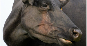 В Ненецком автономном округе обсудили стратегию развития мясного скотоводства