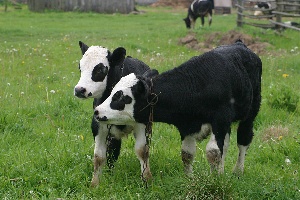 Почем нынче поддержка орловских фермеров?