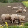 Тамбовчанам предлагают отказаться от разведения свиней