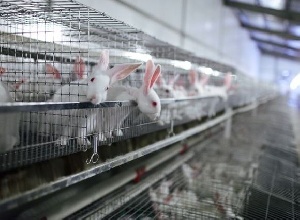 Китайские инвесторы продолжат вкладываться в российское кролиководство Китайские инвесторы продолжат вкладываться в российское кролиководство