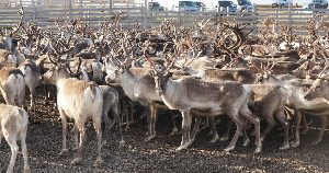 Для переработки оленины на Таймыре будут использовать финские технологии
