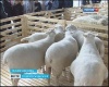 Ставропольские ученые верят в будущее овцеводства