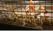 Птицефабрика «Астраханский продукт» ввела в эксплуатацию новый цех клеточного содержания птицы