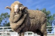 В Астраханских хозяйствах появилась новая порода овец