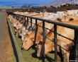 "Мини-бум" для американского животноводства
