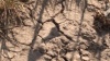 Засуха погубила в РФ 7,3% посевов, ущерб оценивается в 36,5 млрд руб