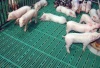 Агрохолдинг "Кубань" строит свинотоварный комплекс