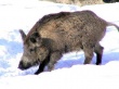 Из-за угрозы африканской чумы свиней в Курской области проведут отстрел кабанов