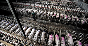 В Башкирии строится один из пяти крупнейших свинокомплексов России