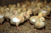 В Чечне увеличивается производство мяса птицы