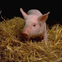 В Алтайском крае выводят новую породу свиней — алтайскую мясную
