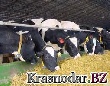 На Кубани идёт спад производства продукции сельского хозяйства